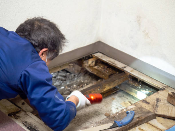 Best Attic Mold Remediation in Eleanor, WV