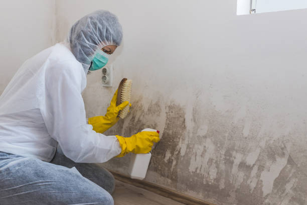 Best Post-Flood Mold Remediation in Eleanor, WV