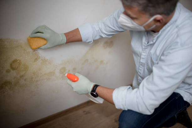 Best Bathroom Mold Remediation in Eleanor, WV