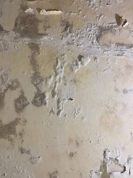 Best Mold Testing and Inspection Services in Eleanor, WV