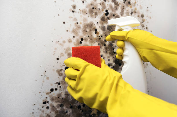 Best White Mold Remediation in Eleanor, WV