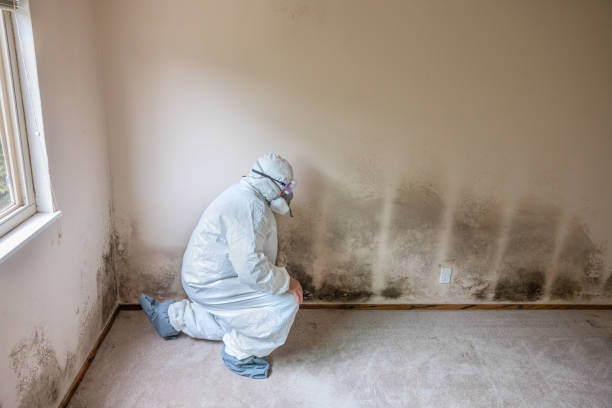 Best Crawl Space Mold Remediation in Eleanor, WV