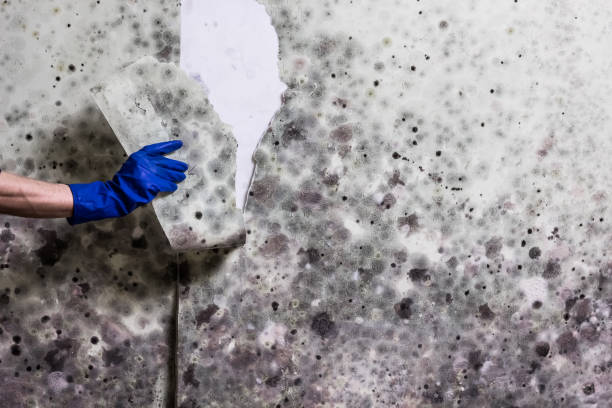 Best Mold Remediation for Specific Building Types in Eleanor, WV