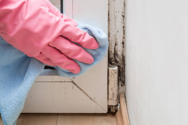 Best Health and Safety Mold Remediation in Eleanor, WV